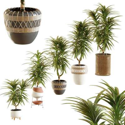 现代盆栽植物 花盆